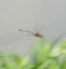 Macromia