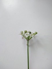 Allium tuberosum