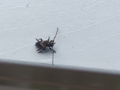 Pogonocherus hispidus