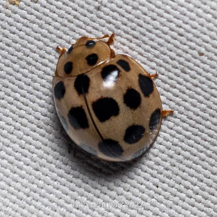 Sixteen-spotted Lady Beetle