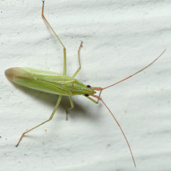 Trigonotylus caelestialium