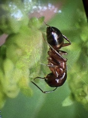 Myrmentoma