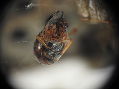 Parasteatoda