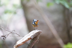 Phoenicurus auroreus