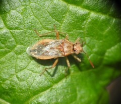 Rhopalus parumpunctatus