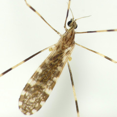 Erioptera caliptera