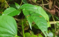 Ceriagrion cerinorubellum