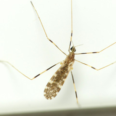 Erioptera caliptera