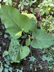 Arctium