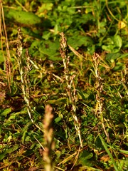 Omalotheca sylvatica