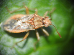 Rhopalus parumpunctatus