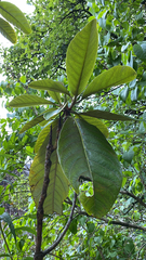 Eriobotrya japonica