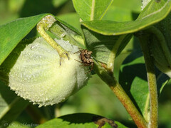 Acanthepeira stellata