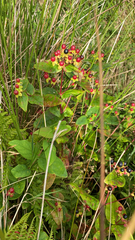 Hypericum androsaemum