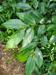 Diospyros morrisiana