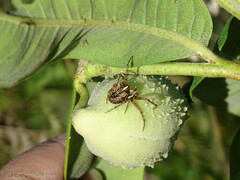 Acanthepeira stellata