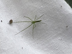 Tetragnatha viridis