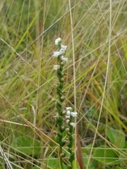 Spiranthes tuberosa