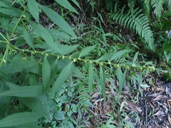 Carpesium abrotanoides