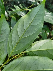 Diospyros morrisiana
