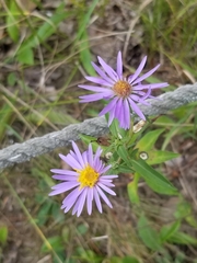 Eurybia spectabilis