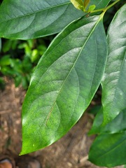 Diospyros morrisiana