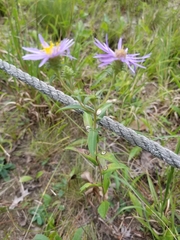 Eurybia spectabilis