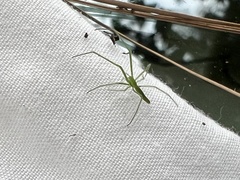 Tetragnatha viridis