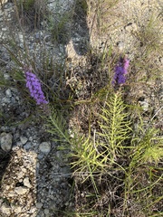 Liatris punctata