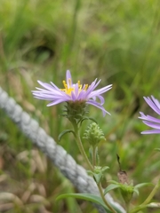 Eurybia spectabilis