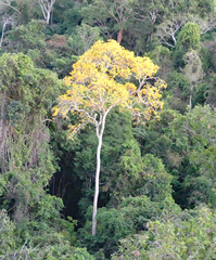 Handroanthus capitatus