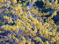 Handroanthus capitatus