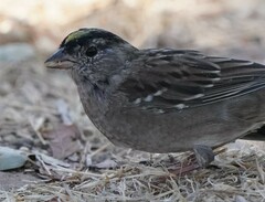Zonotrichia atricapilla