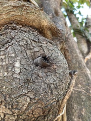 Scaptotrigona postica