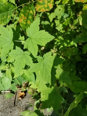 Ribes americanum