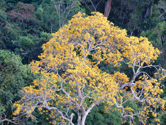 Handroanthus capitatus