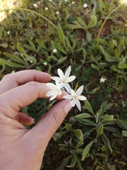 Hesperantha falcata