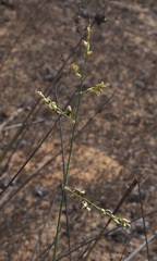 Panicum turgidum