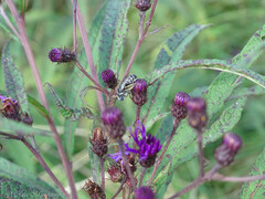 Melissodes denticulatus