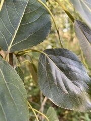 Populus balsamifera
