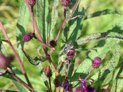 Melissodes denticulatus