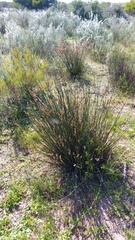 Thamnochortus insignis