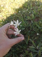 Hesperantha falcata