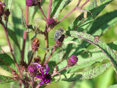 Melissodes denticulatus
