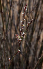 Polygonum palaestinum