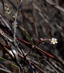 Polygonum palaestinum