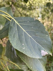 Populus balsamifera