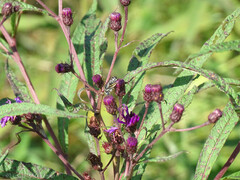 Melissodes denticulatus