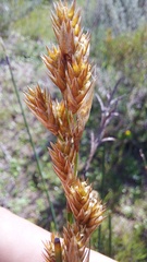 Thamnochortus insignis