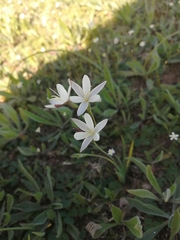 Hesperantha falcata